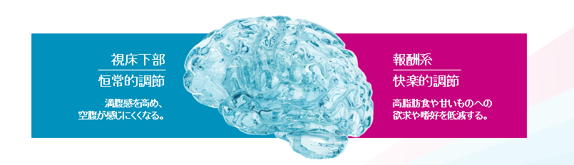 視床下部 報酬系